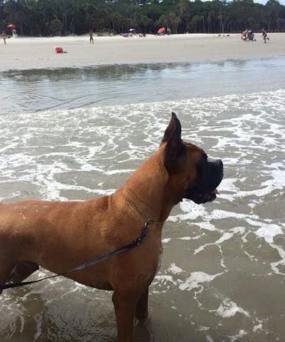 Mountain Pet Resort - Alto, GA