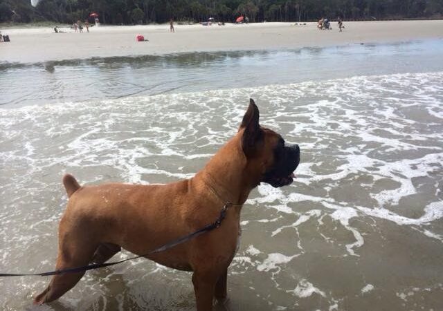 Mountain Pet Resort - Alto, GA