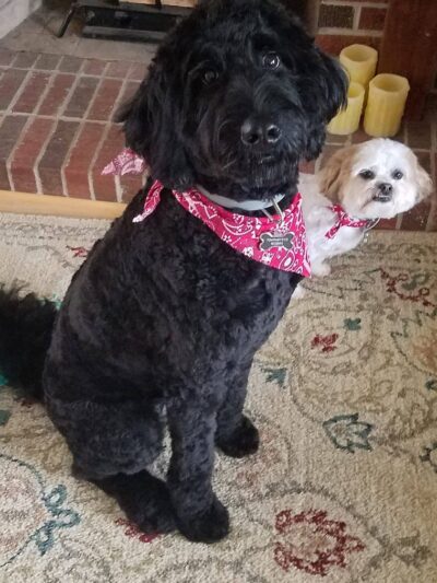 Mountain Pet Resort - Alto, GA