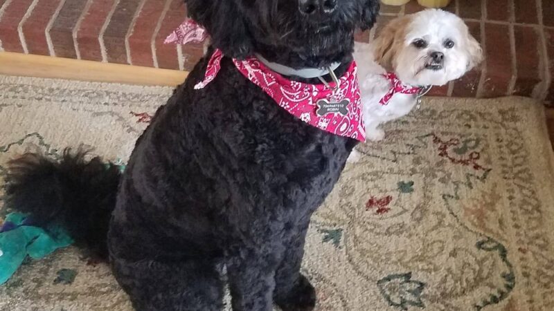 Mountain Pet Resort - Alto, GA