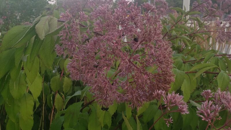 10th Street Park - Altoona, WI