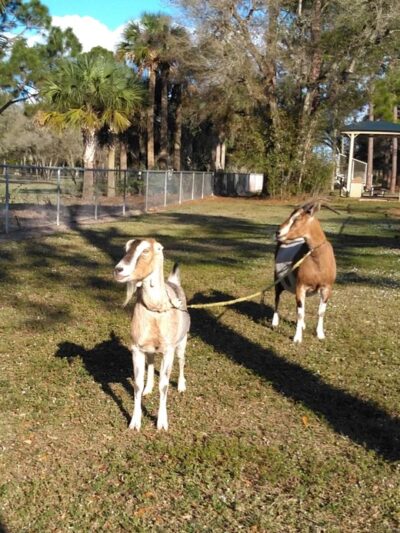 Alva Community Center & Park - Alva, FL