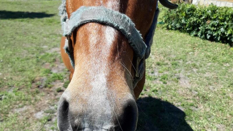 Alva Community Center & Park - Alva, FL