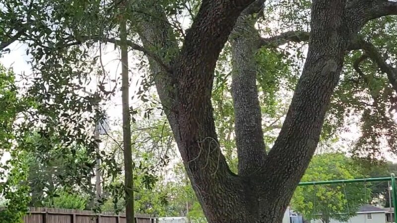 Prairie Dog Park - Alvin, TX