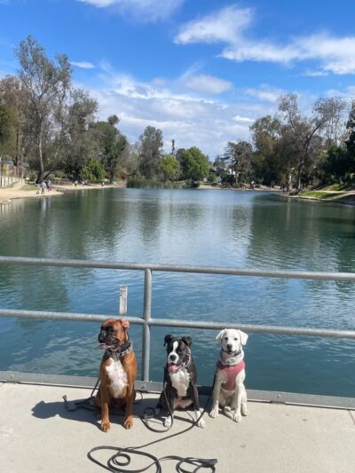 Amazing K9 Off Leash - ,