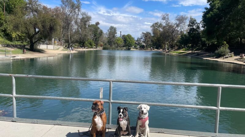 Amazing K9 Off Leash - ,