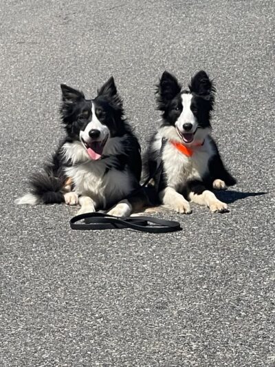 Amazing K9 Off Leash - ,