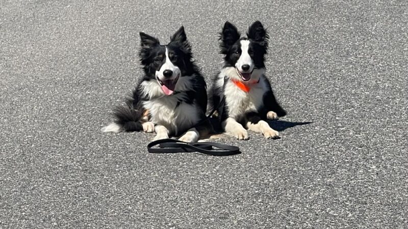 Amazing K9 Off Leash - ,