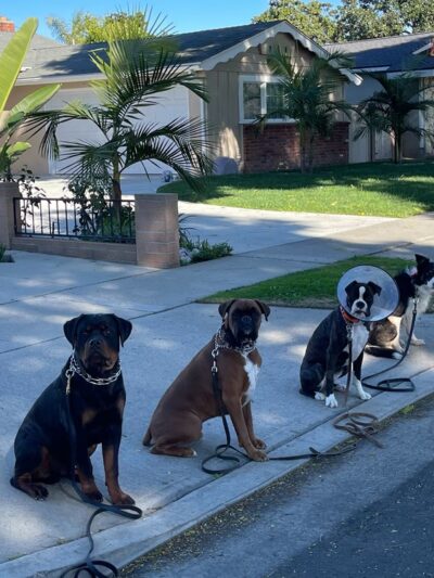 Amazing K9 Off Leash - ,