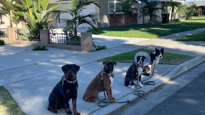 Amazing K9 Off Leash - ,