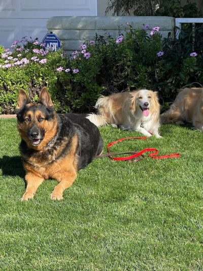 Amazing K9 Off Leash - ,