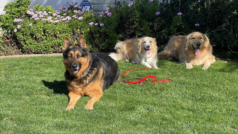 Amazing K9 Off Leash - ,