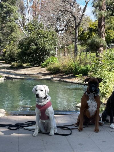 Amazing K9 Off Leash - ,