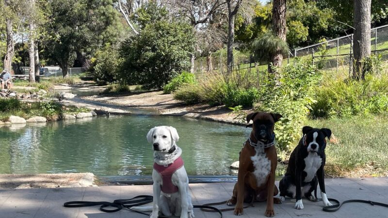 Amazing K9 Off Leash - ,