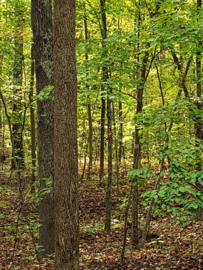 Amelia Wildlife Management Area - Amelia Court House, VA
