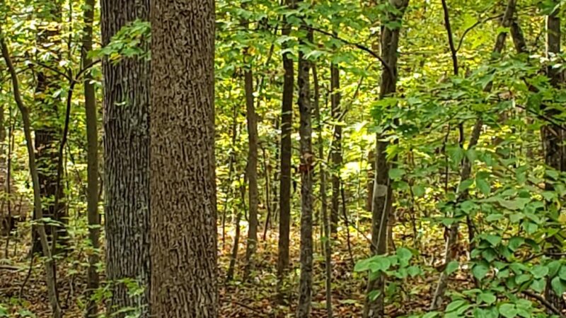 Amelia Wildlife Management Area - Amelia Court House, VA