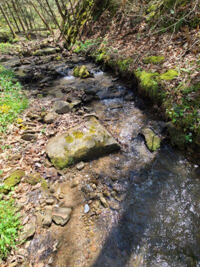 Anawalt Lake Wildlife Management Area - Anawalt, WV