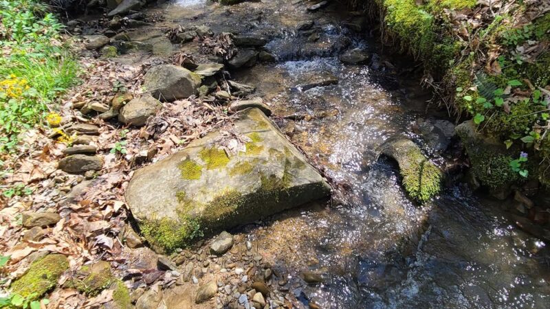 Anawalt Lake Wildlife Management Area - Anawalt, WV