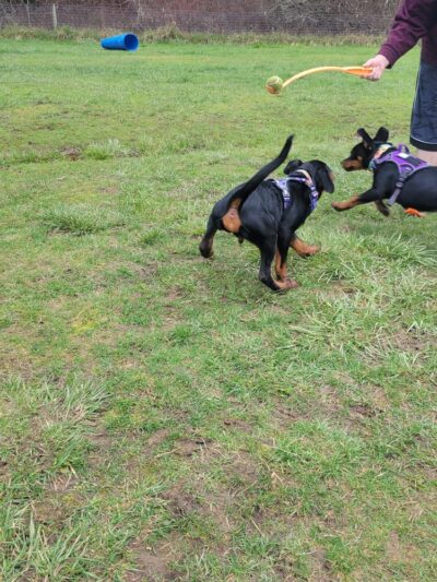Freddie's Off-Leash Dog Park - Anderson Island, WA