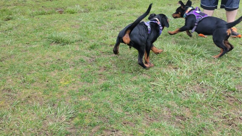 Freddie's Off-Leash Dog Park - Anderson Island, WA