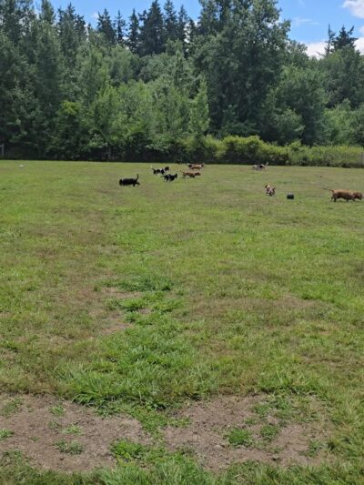 Freddie's Off-Leash Dog Park - Anderson Island, WA