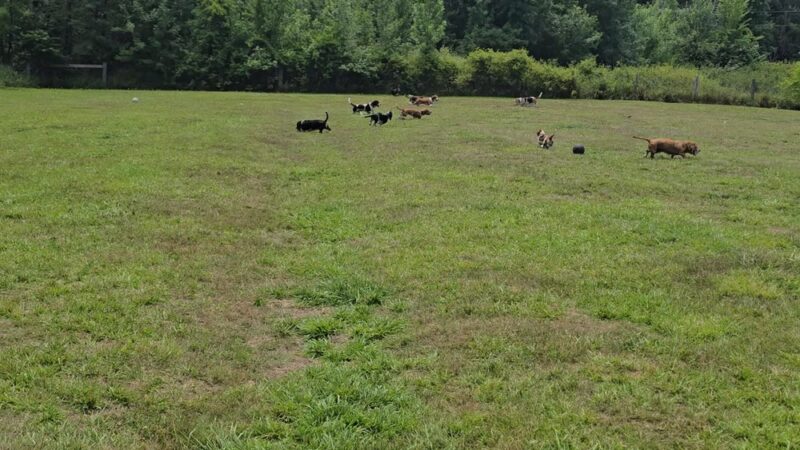 Freddie's Off-Leash Dog Park - Anderson Island, WA