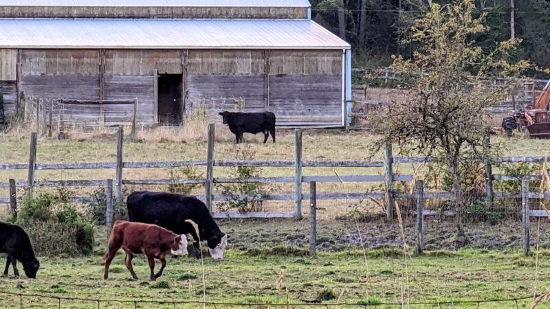 Freddie's Off-Leash Dog Park - Anderson Island, WA