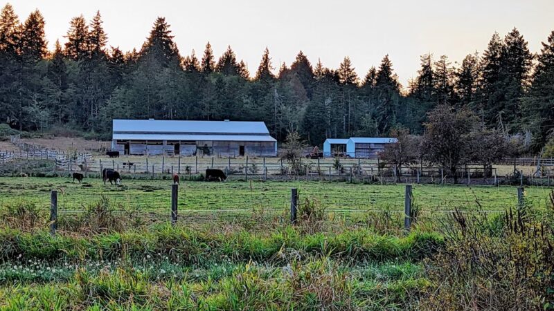 Freddie's Off-Leash Dog Park - Anderson Island, WA