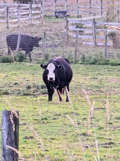 Freddie's Off-Leash Dog Park - Anderson Island, WA