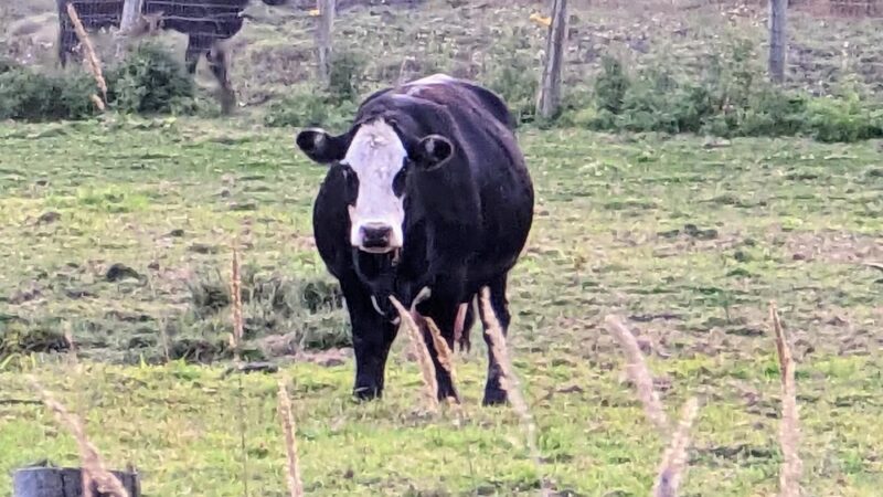 Freddie's Off-Leash Dog Park - Anderson Island, WA
