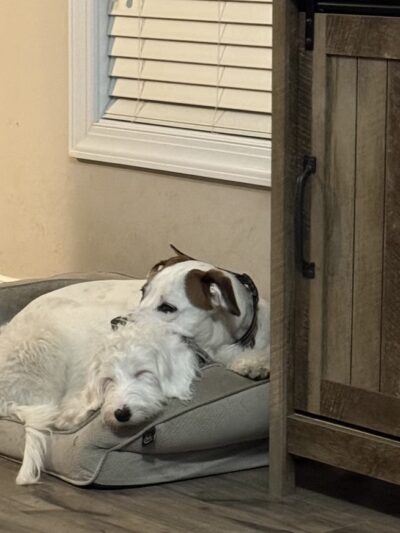 Dog Trotters LLC - Angier, NC