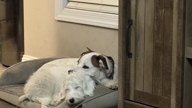 Dog Trotters LLC - Angier, NC