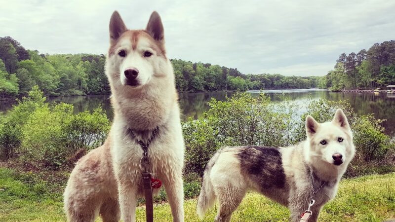 Dog Trotters LLC - Angier, NC