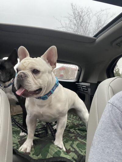 Dog Trotters LLC - Angier, NC