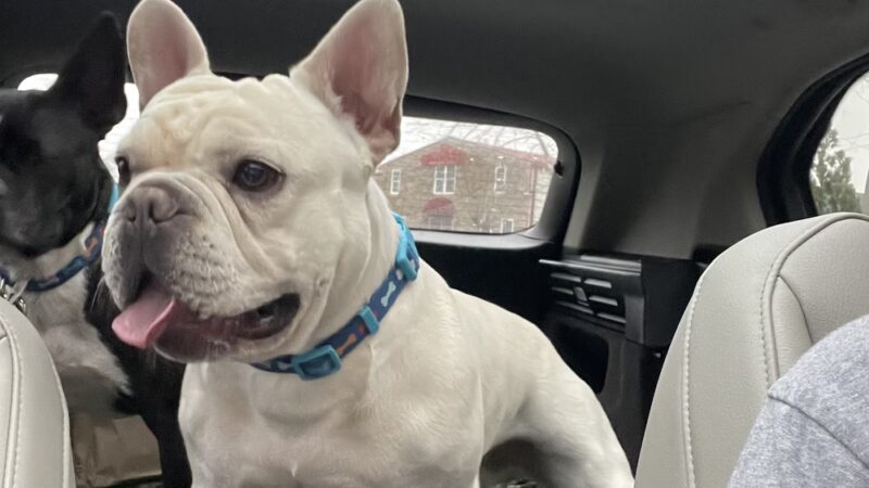 Dog Trotters LLC - Angier, NC