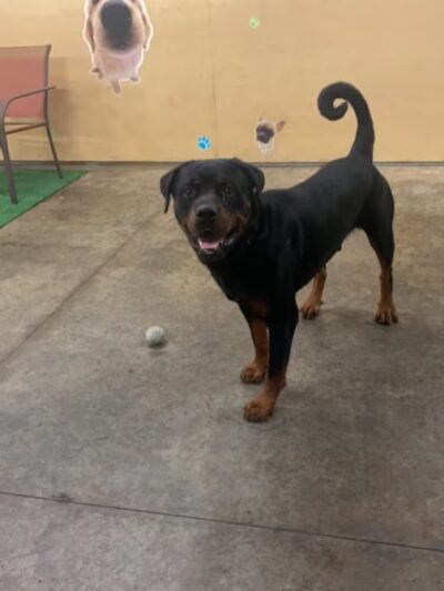 Dog Trotters LLC - Angier, NC