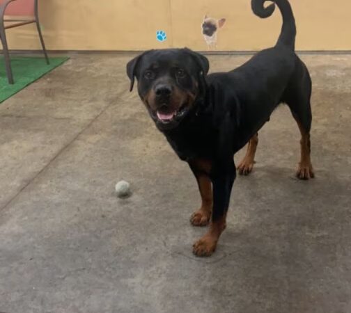 Dog Trotters LLC - Angier, NC