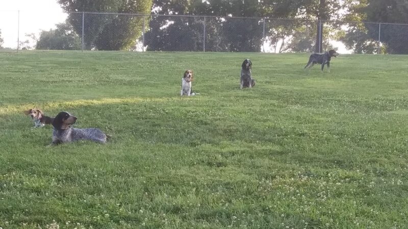 Commons Dog Exercise Area - Angola, IN