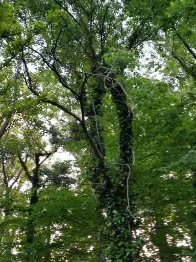 Long Branch Park - Annandale, VA