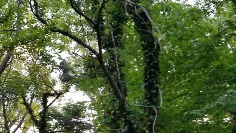 Long Branch Park - Annandale, VA