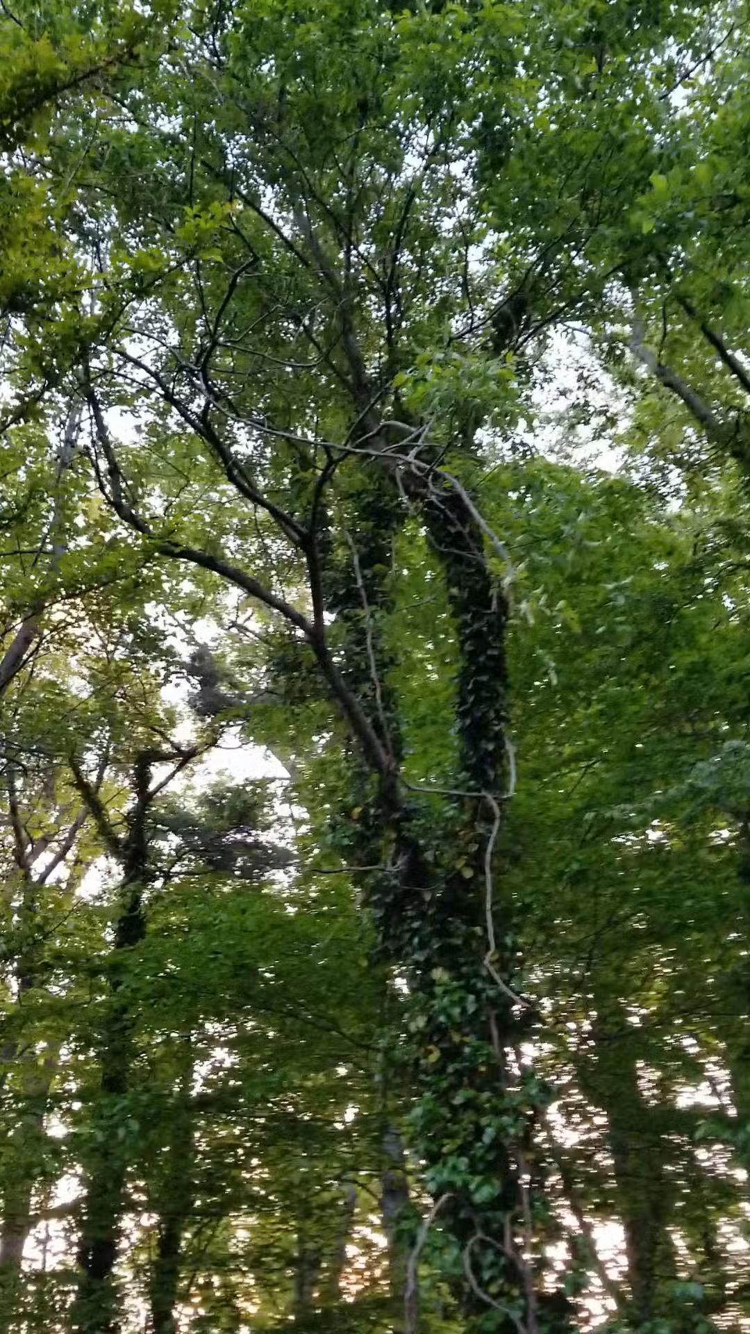 Long Branch Park - Annandale, VA