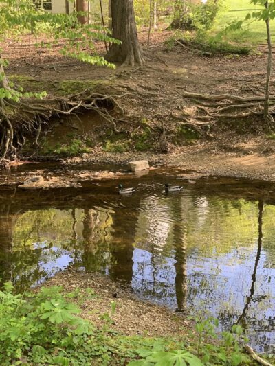 Long Branch Stream Valley Trail - Annandale, VA