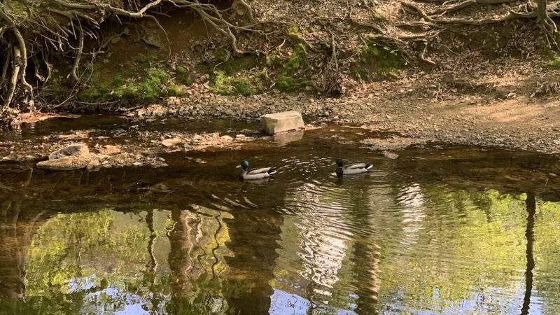 Long Branch Stream Valley Trail - Annandale, VA