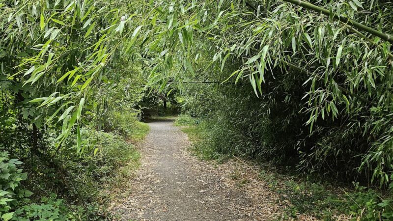 Long Branch Stream Valley Trail - Annandale, VA
