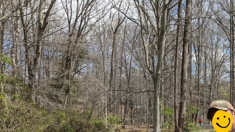 Long Branch Stream Valley Trail - Annandale, VA