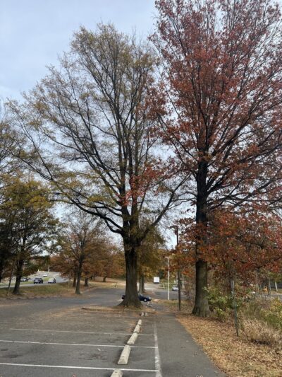 Mason Park field - Annandale, VA