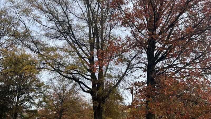 Mason Park field - Annandale, VA