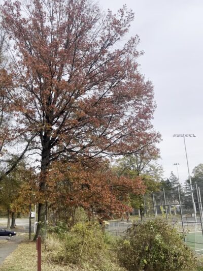 Mason Park field - Annandale, VA