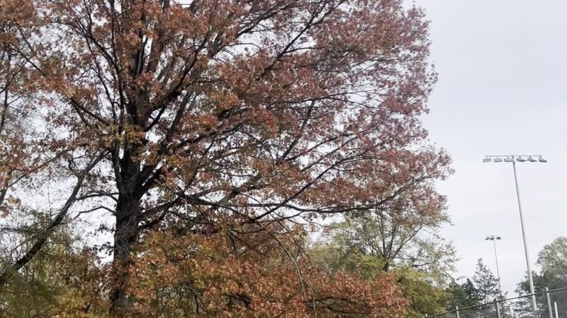 Mason Park field - Annandale, VA