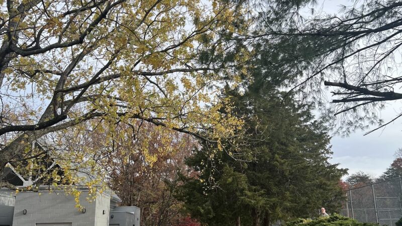 Mason Park field - Annandale, VA